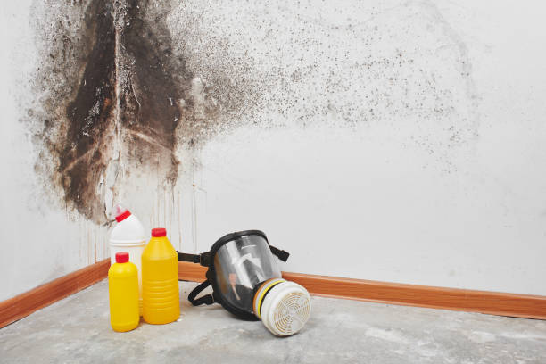 Best Post-Flood Mold Remediation in Lonaconing, MD