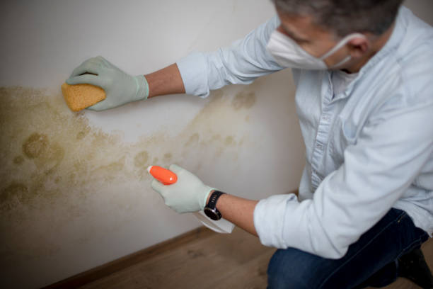 Best Commercial Mold Remediation in Lonaconing, MD