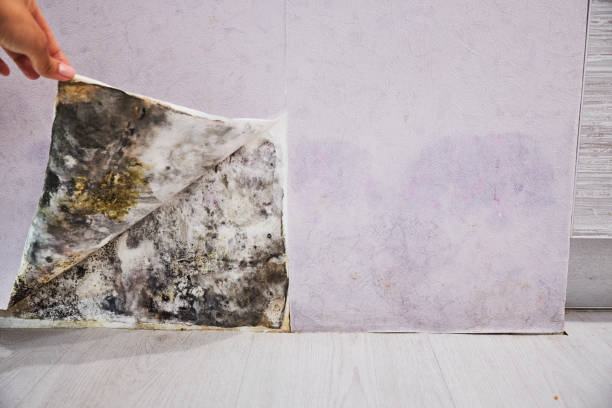Best Black Mold Remediation in Lonaconing, MD
